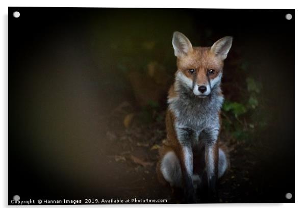 Fox Acrylic by Hannan Images