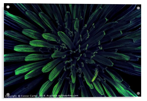 Blue and green dandelion Acrylic by Connor Carter