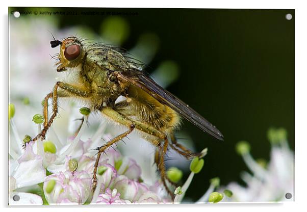 fly on blossom ,close up,Macro photography, Acrylic by kathy white