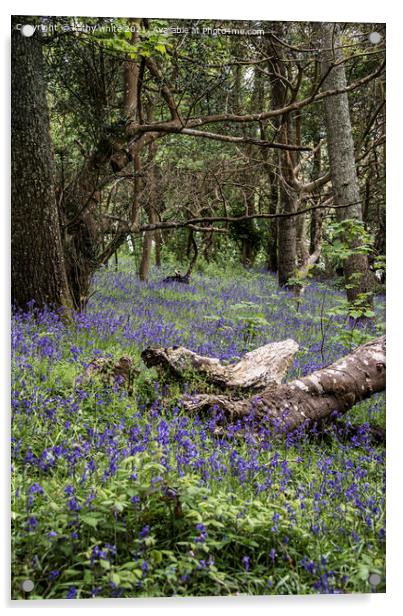  Cornwall,Bluebells in the Woods Acrylic by kathy white