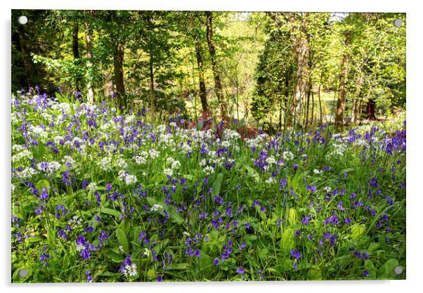 English Bluebell Wood, wild garlic,Cornwall Acrylic by kathy white