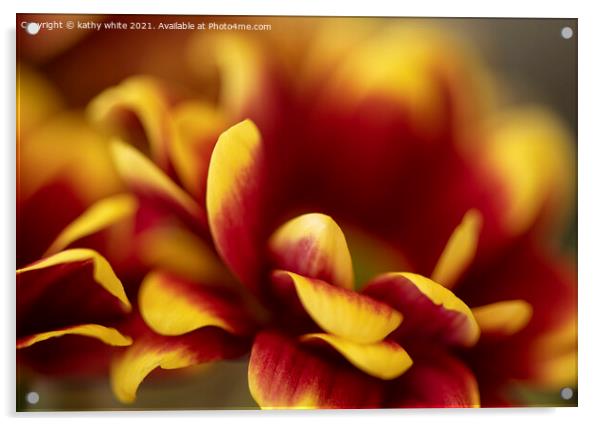 red and yellow Chrysanthemum,striking colours Acrylic by kathy white
