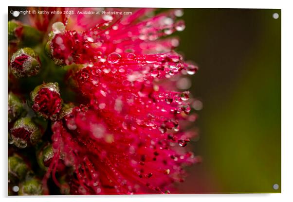 Red Australian Bottle Brush Acrylic by kathy white