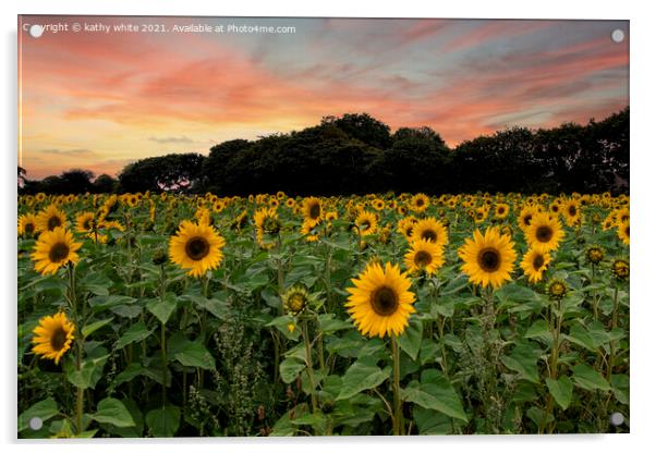 sunflowers ,Cornish sunflowers at sunset,sunflower Acrylic by kathy white