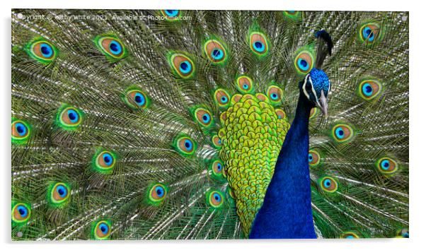 Magnificent Peacock Display Acrylic by kathy white