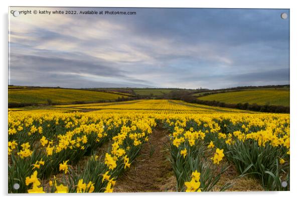 Cornish Daffodils fields Acrylic by kathy white