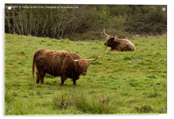 Two Highland cows in Cornwall Acrylic by kathy white