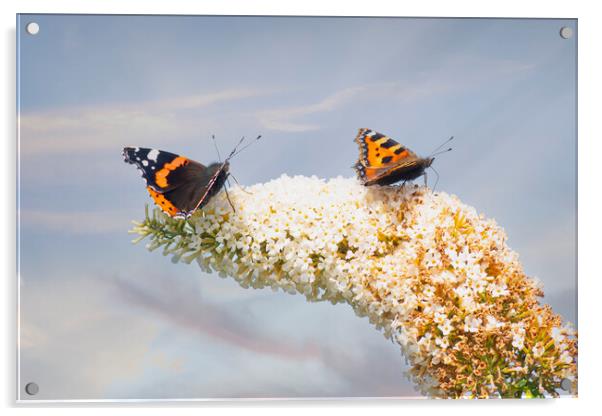 Red Admiral Butterfly, Buddleia flowers. Acrylic by kathy white