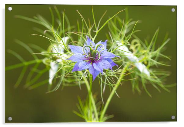 Love in a mist,blue and white Acrylic by kathy white