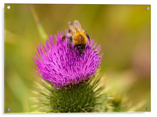 Bee,on a Wild Purple thistle Acrylic by kathy white