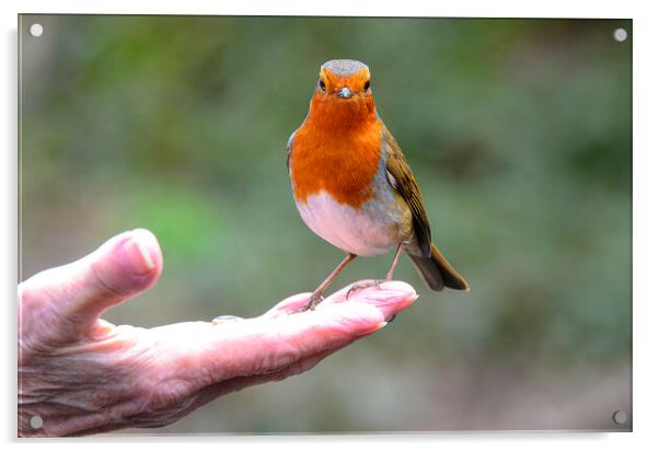 Red robin perched in my hand Acrylic by kathy white