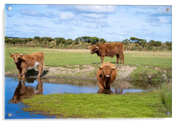 Highland Cattle Graze by the Watering Hole Acrylic by kathy white