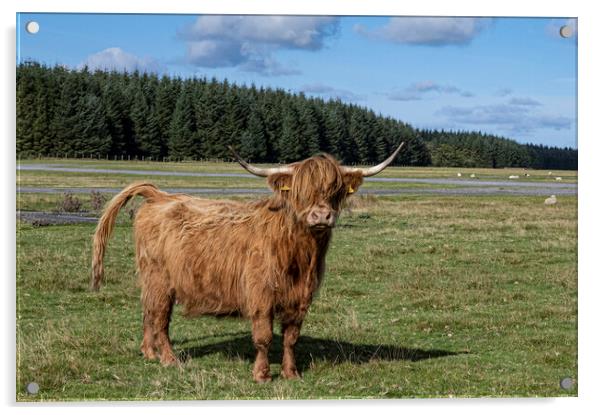 The Highland cow,Cow with attitude Acrylic by kathy white