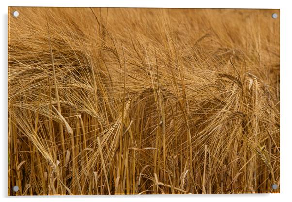 Golden Barley Acrylic by kathy white