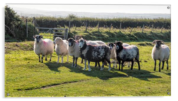 Dartmoor sheep, Herdwick grazing,in the National P Acrylic by kathy white