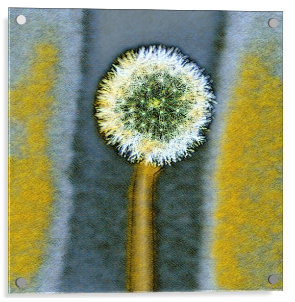 Engery from a dandelion seed,  Acrylic by kathy white