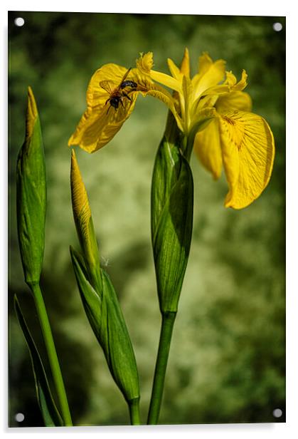 Yellow Flag Iris Acrylic by kathy white