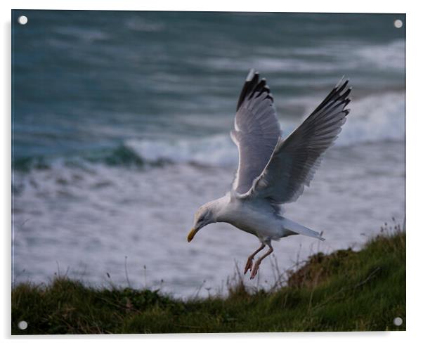 flying seagull Acrylic by kathy white