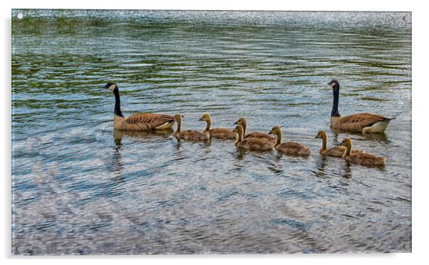 canada geese swinng with their babies Acrylic by kathy white
