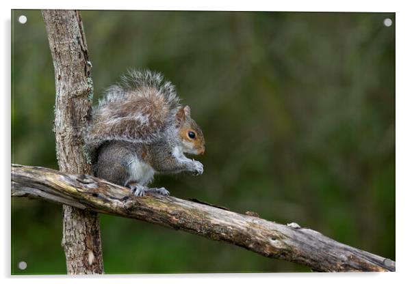 Grey squirrel Acrylic by kathy white