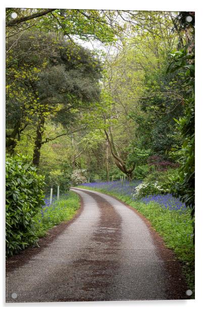 Cornwall country lane bluebells Acrylic by kathy white