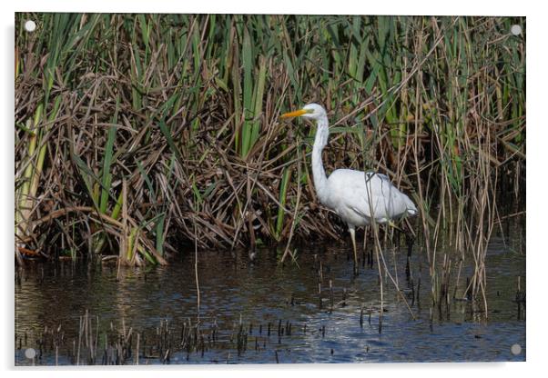 great-white-egret standing in the reed-bed Acrylic by kathy white