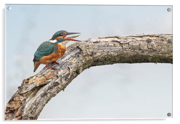 kingfisher with a fish Acrylic by kathy white