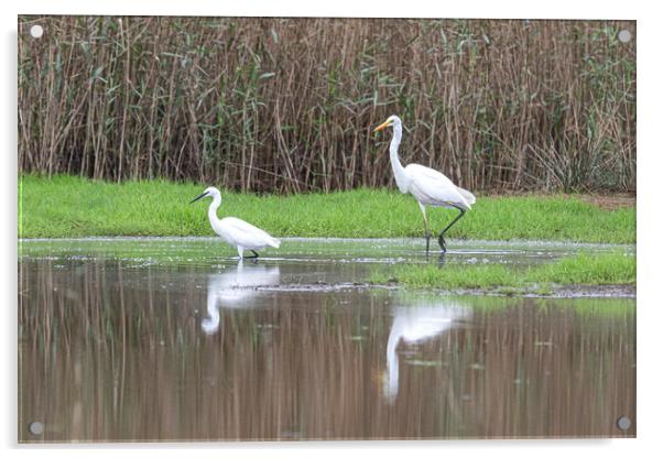great-white-Egret and a small Egret Acrylic by kathy white