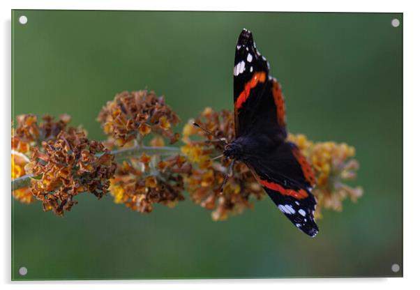 Red admiral Acrylic by kathy white
