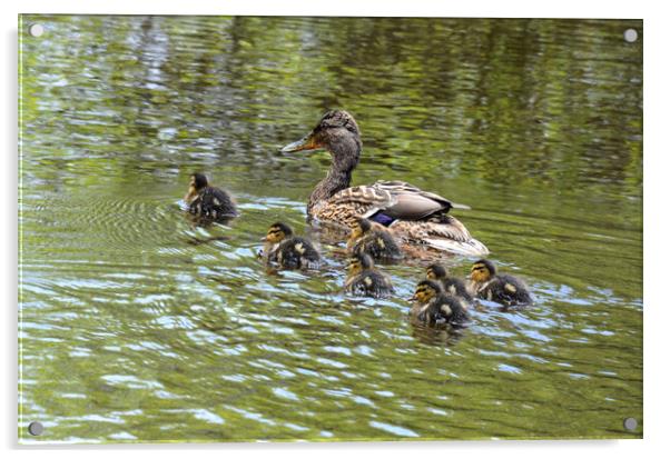 Baby ducklings with their mum Acrylic by kathy white