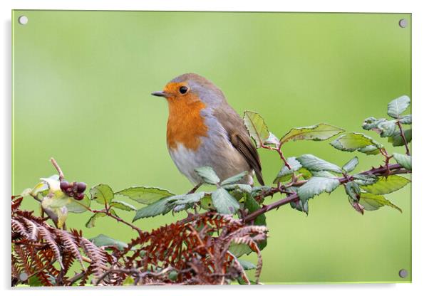 Christmas robin Acrylic by kathy white