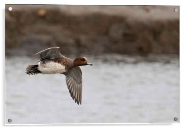 Handsome Male Eurasian Wigeon Takes Flight  Acrylic by kathy white