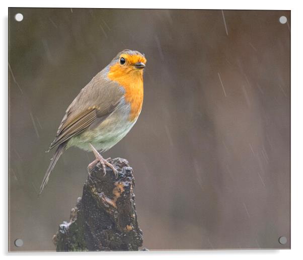 robin in the rain Acrylic by kathy white
