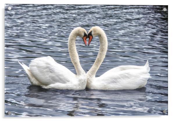  swans in a love heart shape, Acrylic by kathy white