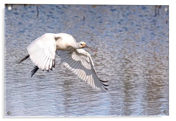  spoonbill flying Acrylic by kathy white