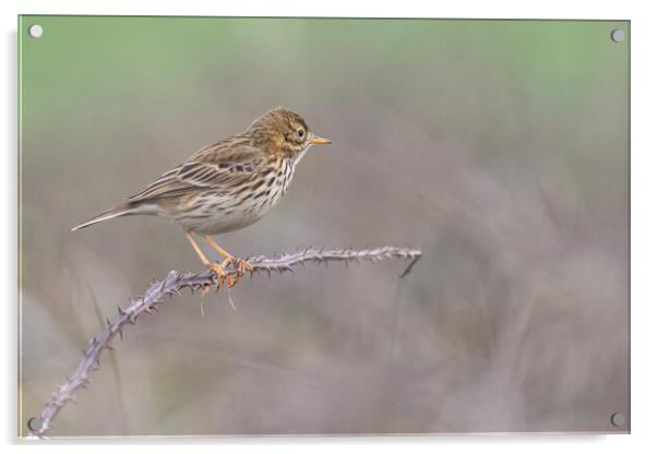 Meadow Pipit,sitting on a brach in Cornwall Acrylic by kathy white