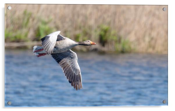 Greylag Goose, goose flying Acrylic by kathy white