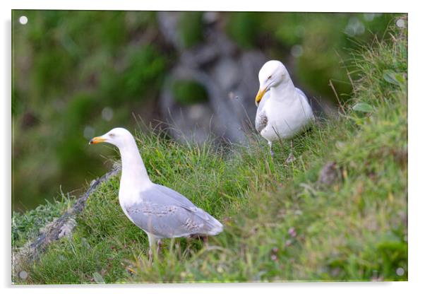  fulmar gulls,sea gulls Acrylic by kathy white