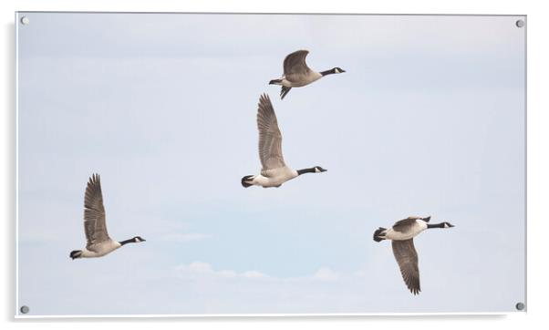 flying Canada geese Acrylic by kathy white