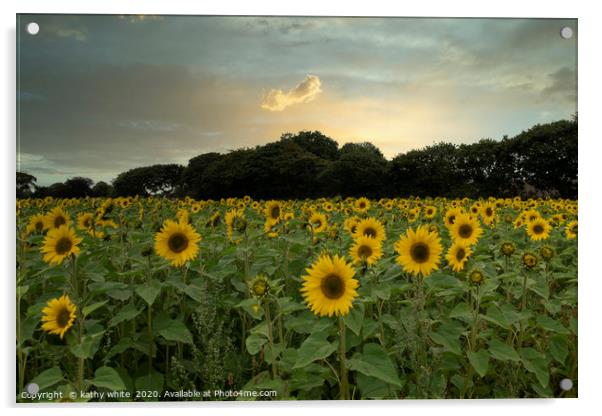 sunflowers ,Cornish sunflowers at sunset,sunflower Acrylic by kathy white