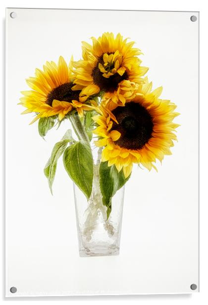 Sunflowers in a vase looking sunny Sunflower Acrylic by kathy white