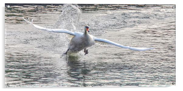 flying Swan Love Swans, swan fight,swan taking off Acrylic by kathy white