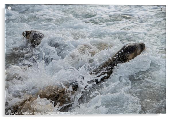 Seal wild at Porthtowan beach, Cornwall  sealpups, Acrylic by kathy white