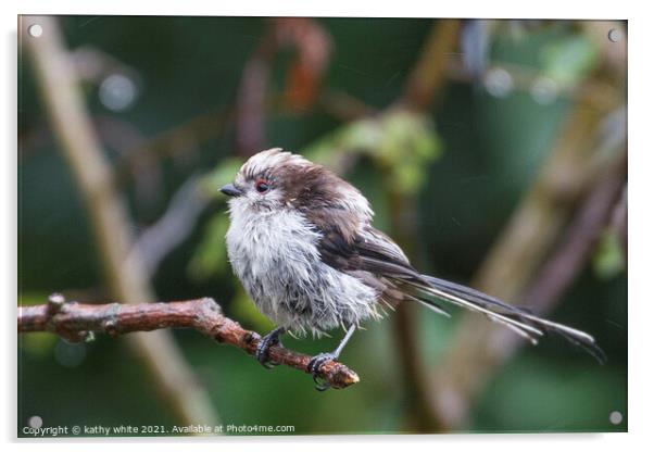  Long Tailed Tit, on a branch on a rainny day Acrylic by kathy white