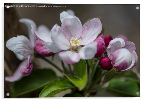 apple,blossoms,Beautiful pink Apple blossom Acrylic by kathy white