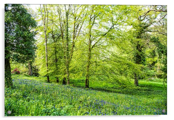 Cornwall Bluebells,English Bluebell Wood, Cornwall Acrylic by kathy white