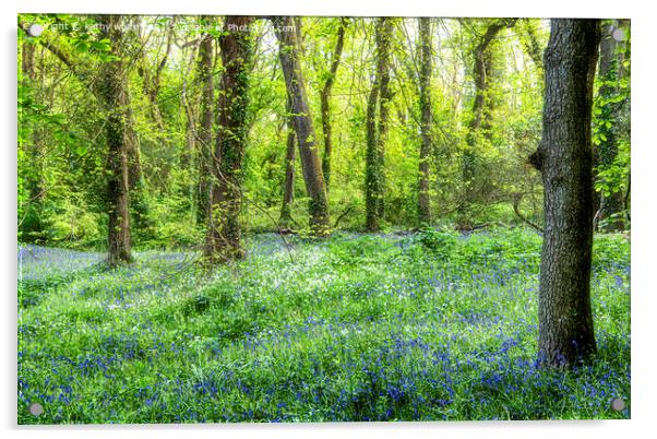 Cornwall Bluebells,Bluebell Wood,English Bluebell  Acrylic by kathy white