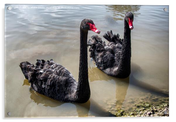 Black Swans, pair of black swans swiming Acrylic by kathy white