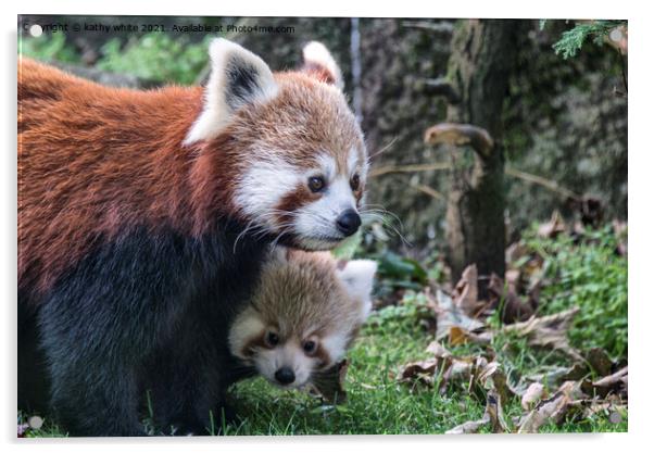 Adorable Red Panda Family Acrylic by kathy white