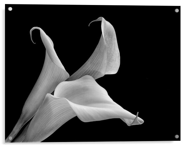 Aurum lily, or, Calla lily Acrylic by kathy white
